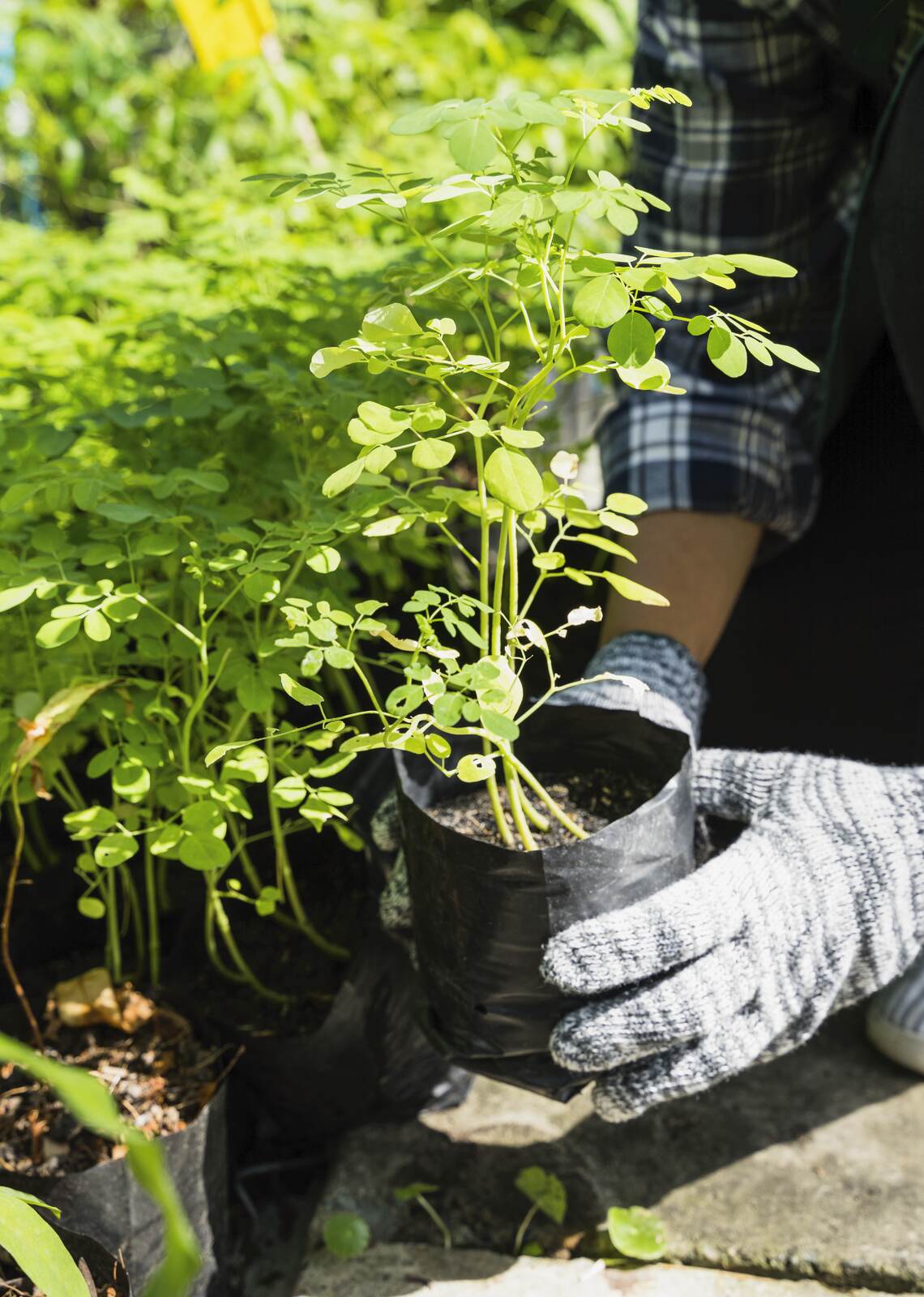 home zadbane rośliny