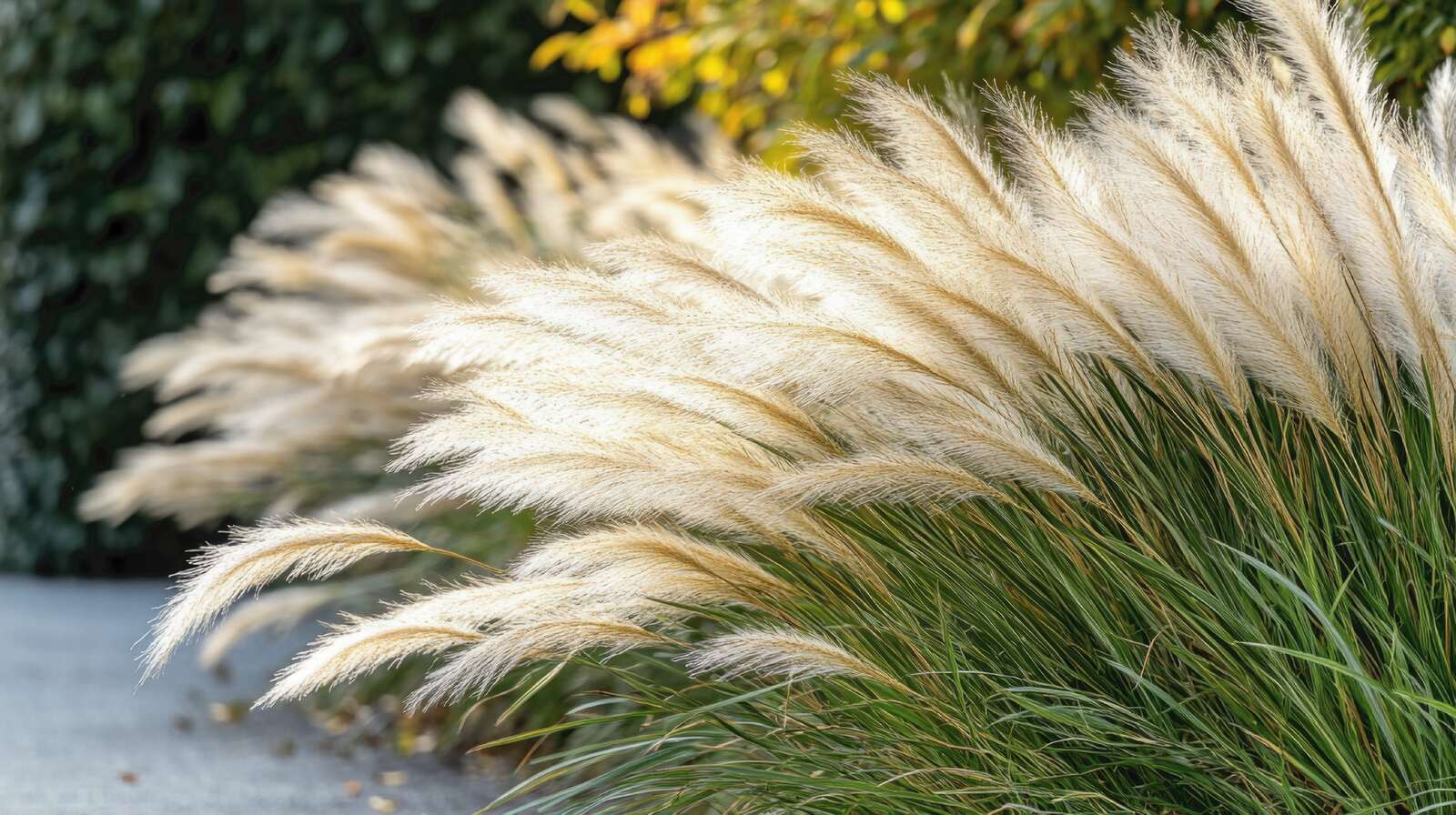 trawa pampasowa home