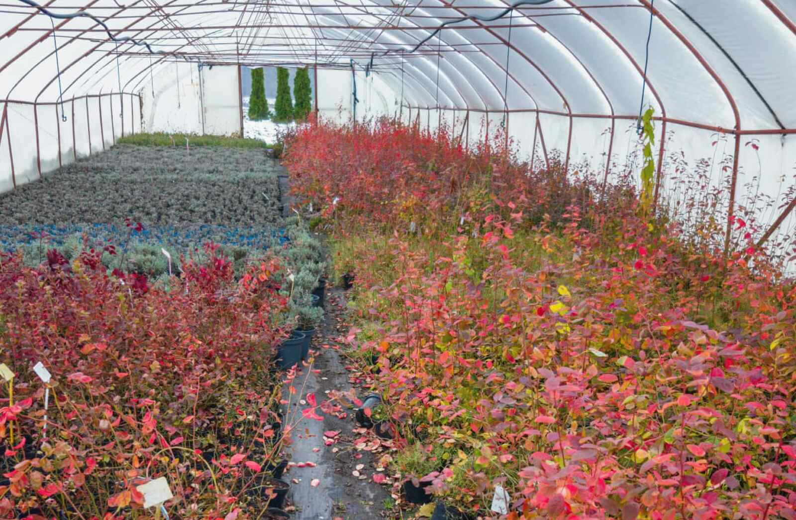 krzewy, kwiaty Zielin 9b, Gryfice